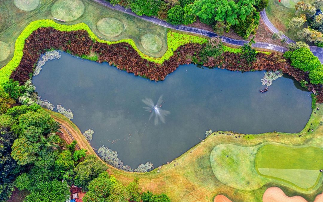 Innovative Uses of Groundcell in Modern Landscaping